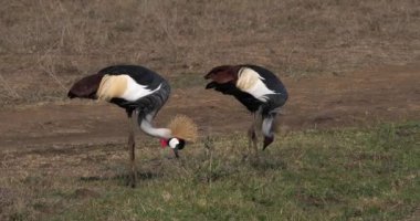 Gri taç Vinçler, balearica regulorum, Kenya, gerçek zamanlı 4k Nairobi Park'ta çifti
