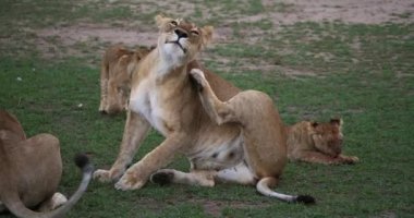 Afrika aslanları, panthera leo, anne tırmalamak boynunu Masai Mara Park Kenya, gerçek zamanlı 4k