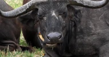 Afrika Buffalos, syncerus caffer, Sarı gagalı Oxpecker, buphagus africanus, Masai Mara Park Kenya, gerçek zamanlı 4k ile yetişkin