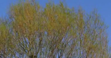Pollard Willow, salix alba, Rüzgar yaprakları, Normandiya, gerçek zamanlı 4k