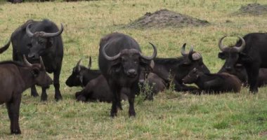 Afrika Buffalos, syncerus caffer, dinlenme, Masai Mara Park Kenya, gerçek zamanlı 4 k grup