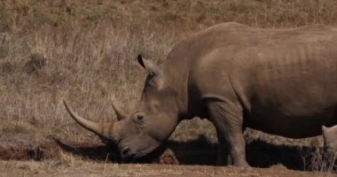 Beyaz Gergedan, ceratotherium simum, anne ve yavrusu, Nairobi Park Kenya, gerçek zamanlı 4k