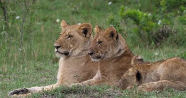 Afrika aslanı, savana ile yürüyüş erkek