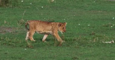 Afrika aslanı, savana ile yürüyüş erkek