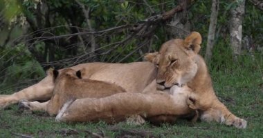 Afrika aslanı, savana ile yürüyüş erkek