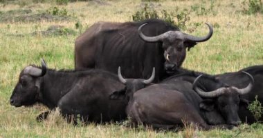 Afrika Buffalos, syncerus caffer, Sarı gagalı Oxpecker, buphagus africanus, Masai Mara Park Kenya, gerçek zamanlı 4k ile yetişkin