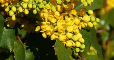 Bloom, mahonia sp., Normandy, gerçek zamanlı 4k için bir bahçede Hollyleaved kızamık