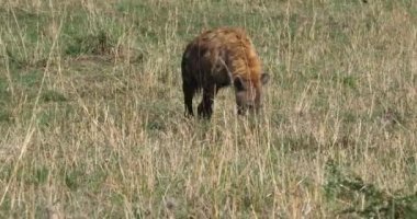 Benekli sırtlan, crocuta crocuta, yetişkin yürüme, Masai Mara Park Kenya, gerçek zamanlı 4 k