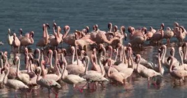 Küçük flamingolar, phoenicopterus minor, Kenya, gerçek zamanlı 4k Bogoria Gölündeki koloni