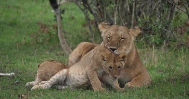Afrika aslanı, savana ile yürüyüş erkek