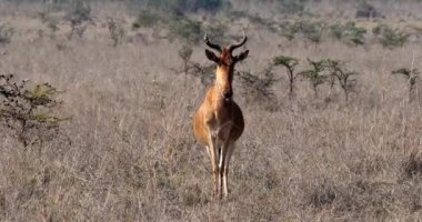 Hartebeest, alcelaphus buselaphus, savana, Masai Mara Park, Kenya, gerçek zamanlı 4 k ayakta Yetişkin