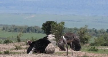 Ostrichs, Struthio camelus, erkek ve kadın, çiftleşme, Masai Mara Park Kenya, gerçek zamanlı 4 k önce görüntüleme Kur