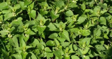 Beyaz ölüm-ısırgan Wind, lamium album, Normandiya, gerçek zamanlı 4k