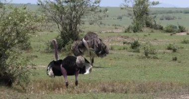 Ostrichs, Struthio camelus, erkek ve kadın, çiftleşme, Masai Mara Park Kenya, gerçek zamanlı 4 k önce görüntüleme Kur