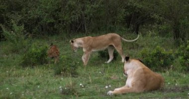 Afrika aslanı, savana ile yürüyüş erkek