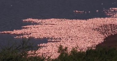 Küçük flamingolar, phoenicopterus minor, Kenya, gerçek zamanlı 4k Bogoria Gölündeki koloni