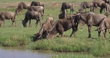 Mavi Wildebeest, connochaetes taurinus, geçiş, Kenya, gerçek zamanlı 4 k Masai Mara parkında sırasında hayvan sürüsü
