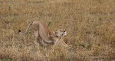 Afrika aslanı, panthera leo, kadın yürüyüş ve Stretching, Masai Mara Park Kenya, gerçek zamanlı 4k