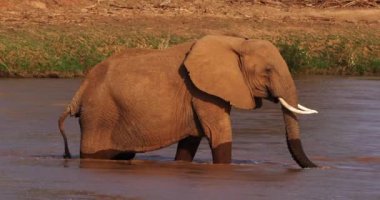 Afrika fili, loxodonta africana, Yetişkin içme suyu River, Kenya, gerçek zamanlı 4k Samburu Park