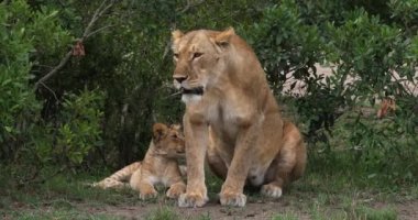 Afrika aslanı, savana ile yürüyüş erkek