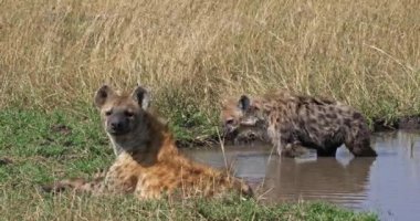 Benekli sırtlan, crocuta crocuta, anne ve genç ayakta su, Masai Mara Park Kenya, gerçek zamanlı 4k