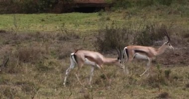 Grant'ın ceylan, gazella granti, Nairobi Park Kenya, gerçek zamanlı 4 k grup