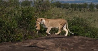 Afrika aslanı, savana ile yürüyüş erkek