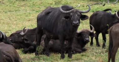 Afrika Buffalos, syncerus caffer, dinlenme, Masai Mara Park Kenya, gerçek zamanlı 4 k grup