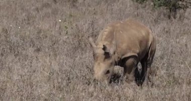 Beyaz Gergedan, ceratotherium simum, çim, Nairobi Park Kenya, gerçek zamanlı 4 k yeme buzağı