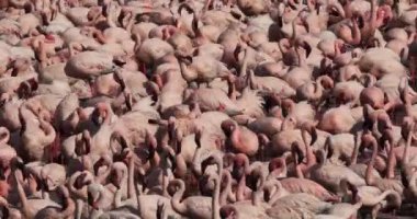 Küçük flamingolar, phoenicopterus minor, Kenya, gerçek zamanlı 4k Bogoria Gölündeki koloni