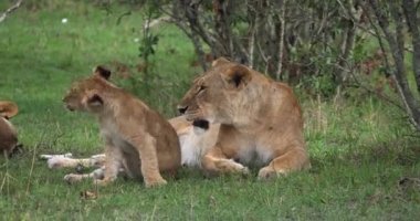 Afrika aslanı, savana ile yürüyüş erkek