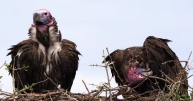 Afrikalı beyaz akbabalar, yedeklenen gyps africanus, Ruppell'ın akbabalar, gyps rueppelli, karkas, Masai Mara Park Kenya, gerçek zamanlı 4 k görüntüleri üzerinde yemek grubu