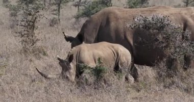 Beyaz Gergedan, ceratotherium simum, anne ve yavrusu, Nairobi Park Kenya, gerçek zamanlı 4k