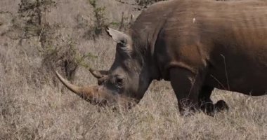 Yürüme, Nairobi Park Kenya, gerçek zamanlı 4 k Beyaz Gergedan, ceratotherium simum, anne