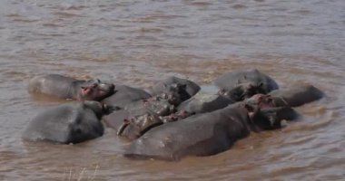 Su aygırı, su aygırı amphibius, nehir, Kenya, gerçek zamanlı Masai Mara parkında duran 4 k grup