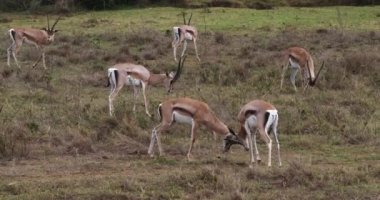 Grant'ın ceylan, gazella granti, dövüş, Nairobi Park Kenya, gerçek zamanlı 4 k erkek