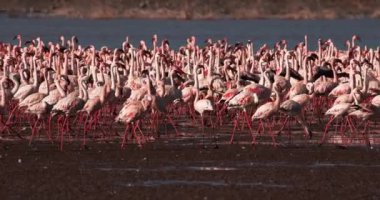 Küçük flamingolar, phoenicopterus minor, Kenya, yavaş hareket 4k Bogoria Gölündeki koloni