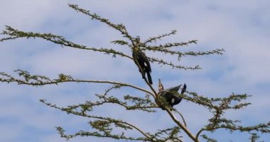 Reed Cormorant veya uzun karabatak phalacrocorax africanus, çifti bir ağaç üst kısmında görünen, Naivasha Gölü, gerçek zamanlı 4 k Kur