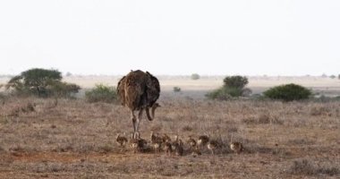 Ostrichs, struthio camelus, kadın ve Savannah, Kenya, gerçek zamanlı 4 k Nairobi milli parkta yürürken hatunlar