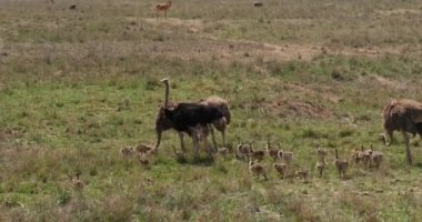Ostrichs, struthio camelus, erkek, dişi ve Savannah, Kenya, gerçek zamanlı 4 k Nairobi milli parkta yürürken Chicks