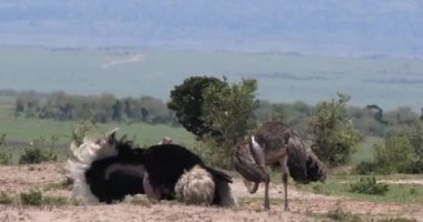 Ostrichs, Struthio camelus, erkek ve kadın, çiftleşme, Masai Mara Park Kenya, gerçek zamanlı 4 k önce görüntüleme Kur
