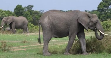 Afrika filleri, loxodonta africana, Yetişkin yiyen Bush, Masai Mara Park Kenya, gerçek zamanlı 4k