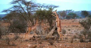Gerenuk veya Waller'ın ceylan, litocranius walleri, Hind ayakları, yeme Acacias'ın kadın ayakta bırakır, Kenya, gerçek zamanlı 4k Samburu Park