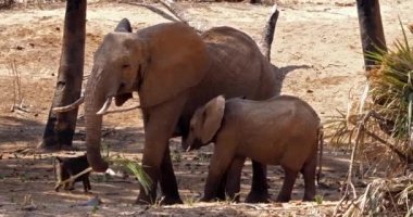Afrika filler, loxodonta africana, anne ve buzağı emzirmeyi, Kenya, gerçek zamanlı 4k Samburu Park