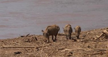 Warthogs, phacochoerus aethiopicus, Yetişkin ve Youngs Nehri, Kenya, gerçek zamanlı 4k Samburu Park yakınında