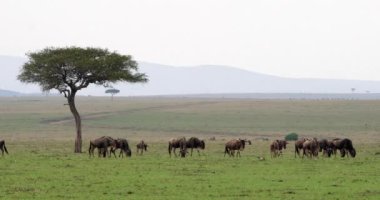 Mavi Wildebeest, connochaetes taurinus, geçiş, Kenya, gerçek zamanlı 4 k Masai Mara parkında sırasında hayvan sürüsü