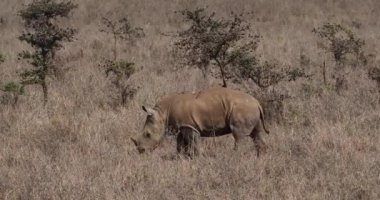 Beyaz Gergedan, ceratotherium simum, bir ağaç, Nairobi Park Kenya, gerçek zamanlı 4 k üzerinde tırmalamak buzağı