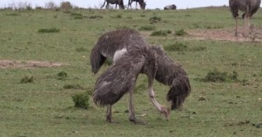 Ostrichs, Struthio camelus, kadın, çiftleşme, Masai Mara Park Kenya, gerçek zamanlı 4 k önce görüntüleme Kur