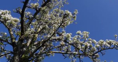 Çiçekler, Normandiya, gerçek zamanlı 4k elma ağacının dalını