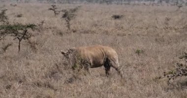 Beyaz Gergedan, ceratotherium simum, anne ve yavrusu, Nairobi Park Kenya, gerçek zamanlı 4k